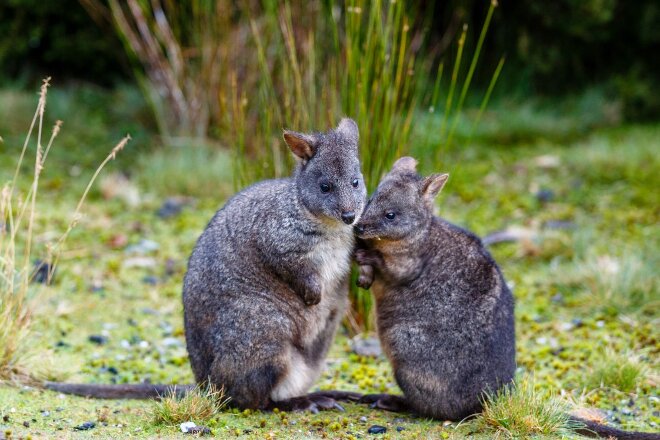 Baby wallabies